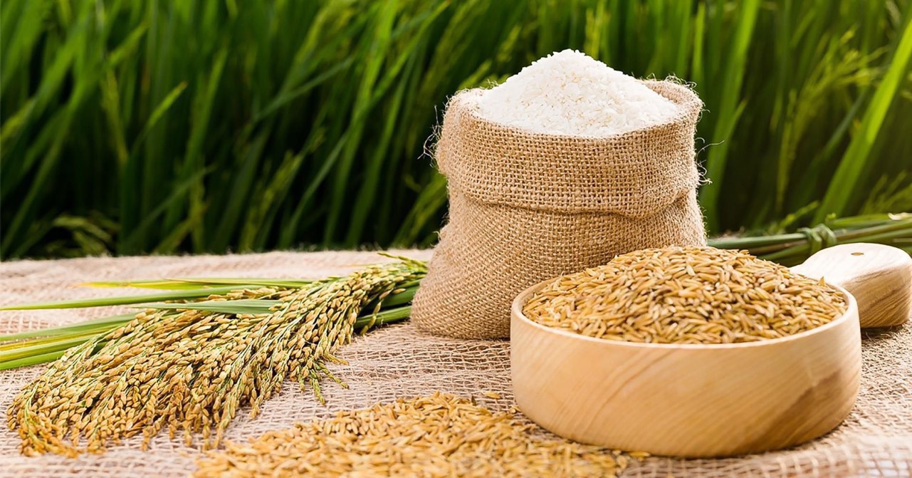 Giá lúa gạo hôm nay 234 Không có nhiều biến động