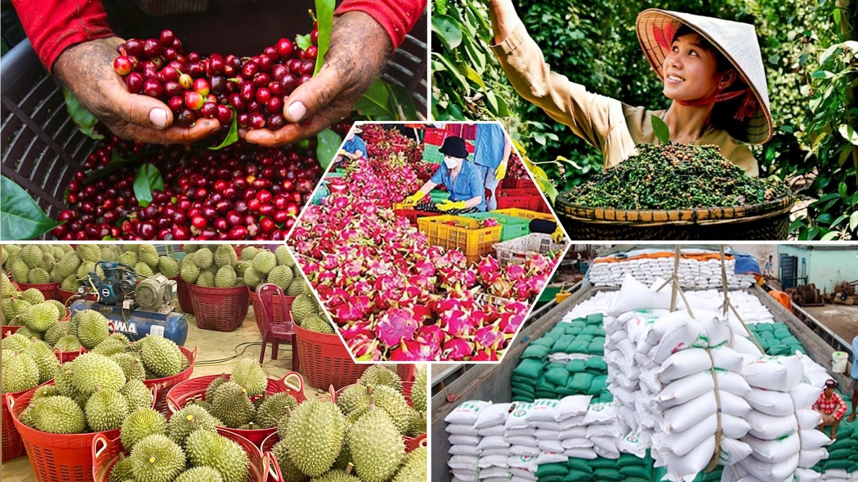 Giá nông sản hôm nay 30/5: Cà phê tăng mạnh áp sát mốc 90.000 đồng/kg, hồ tiêu neo cao