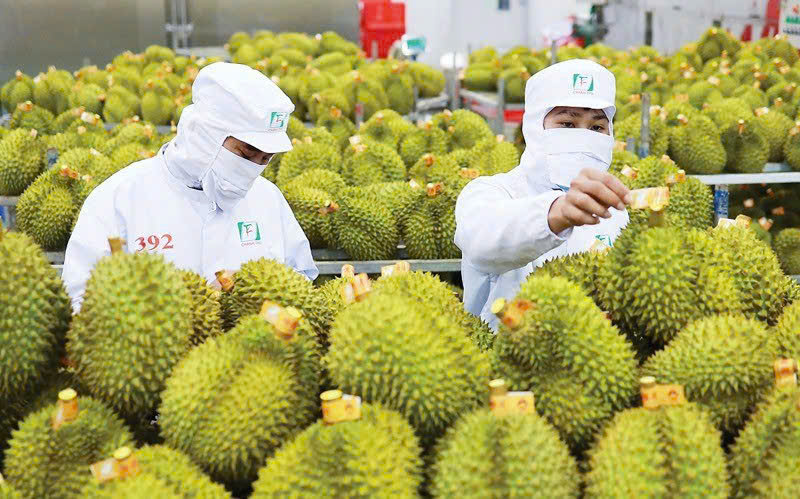 Giá sầu riêng hôm nay 4/6: Đồng Nai tăng giá, miền Tây giao dịch ổn định