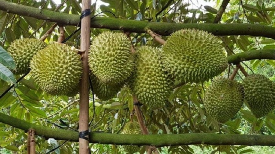 Giá sầu riêng hôm nay 6/6: Sầu Thái duy trì mức 80.000 đồng/kg