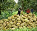 Lâm Đồng siết quản lý sầu riêng xuất khẩu ngăn chặn gian lận mã số vùng trồng 