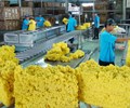 Giá cao su lập đỉnh hơn 9 năm xuất khẩu đối mặt áp lực từ nhu cầu suy yếu 